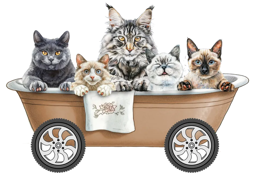 Inside Professional Cat Grooming Services for Matted Coats