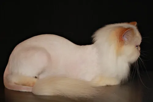 Lion Cut
