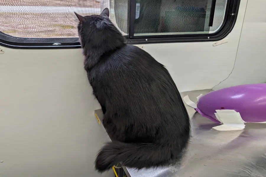 Loki - free at last!