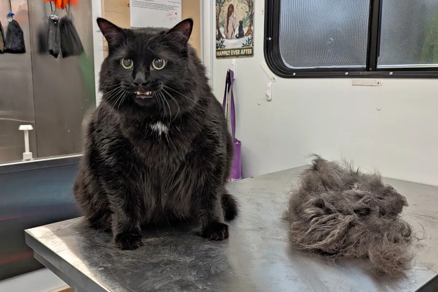 Whitney's Paw-Lished Pets Mobile Grooming - Yelp