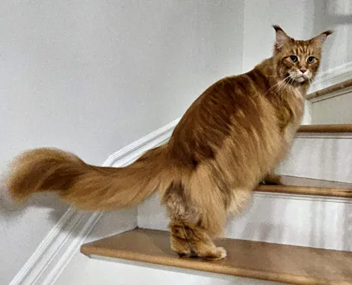 Main Coon After-2