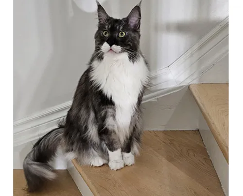 Main Coon After-3