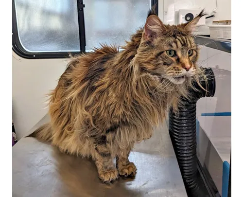Main Coon Before-1