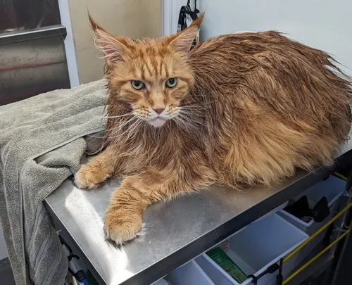 Main Coon Before-2