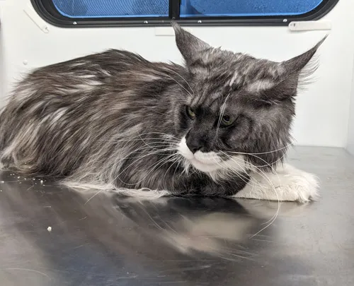 Main Coon Before-3